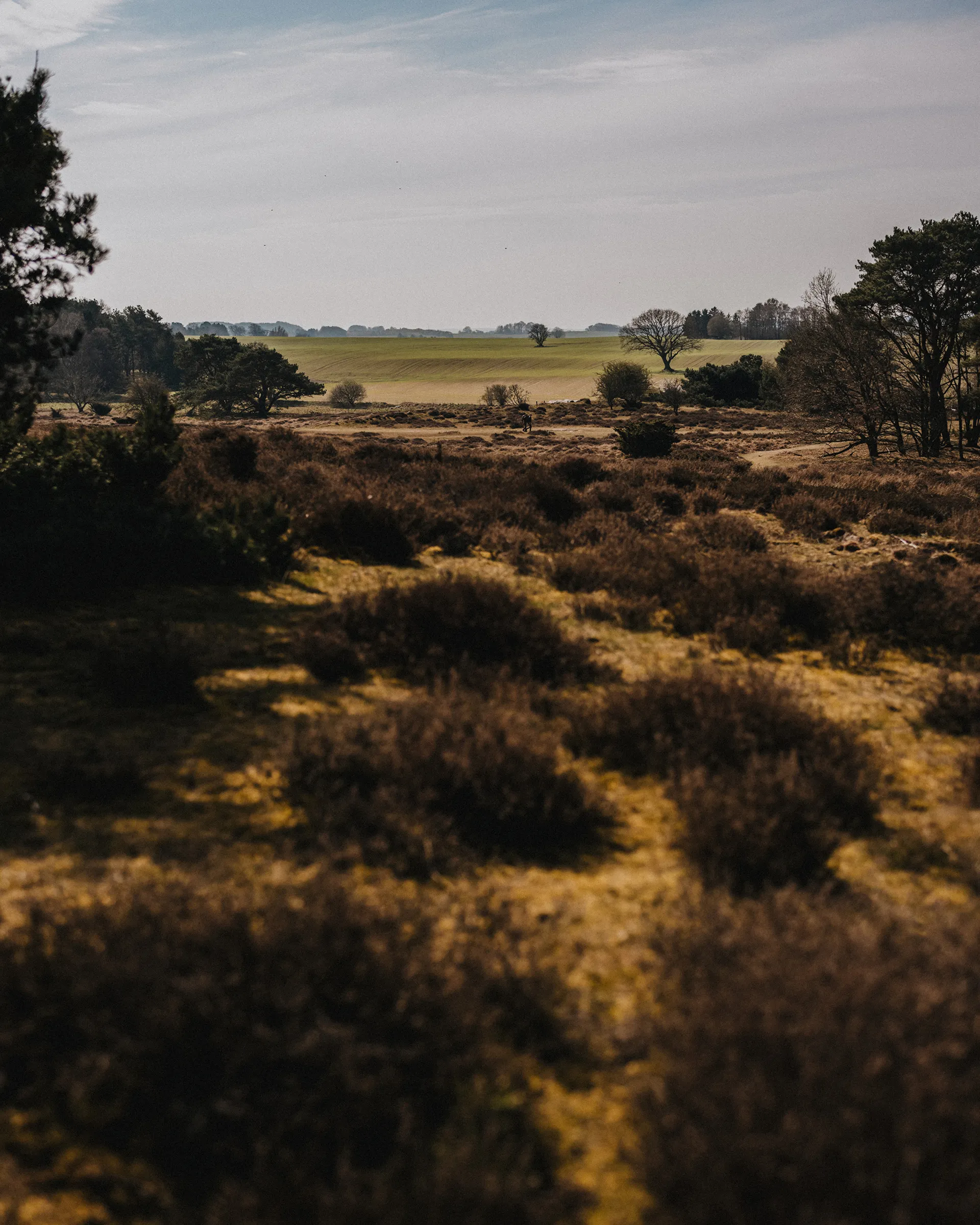 Sculpture park landscape