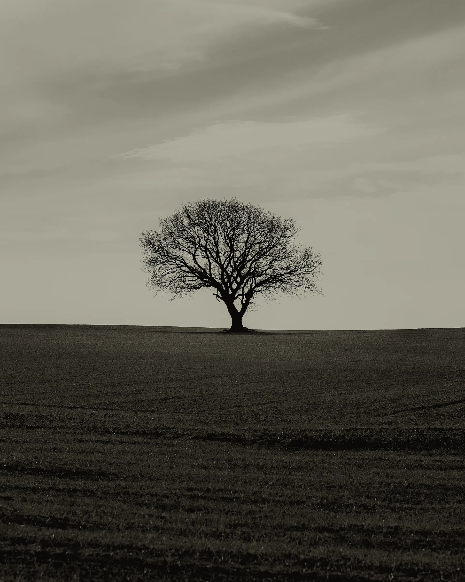 Solitary tree on the heath at Tegners Museum