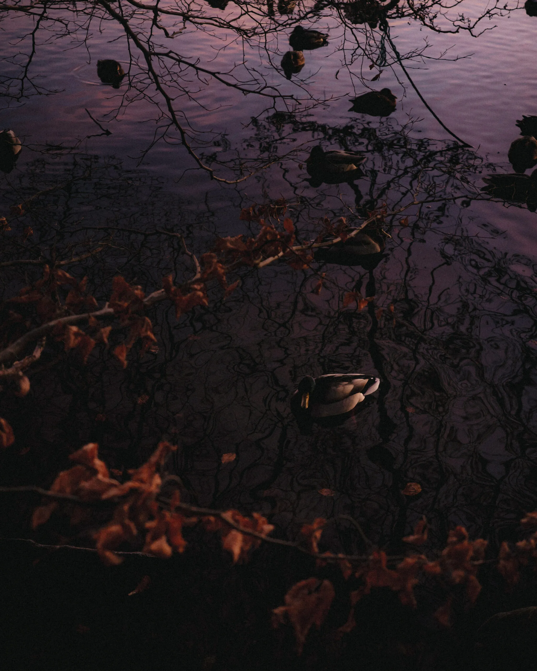 Sophienholm at golden hour