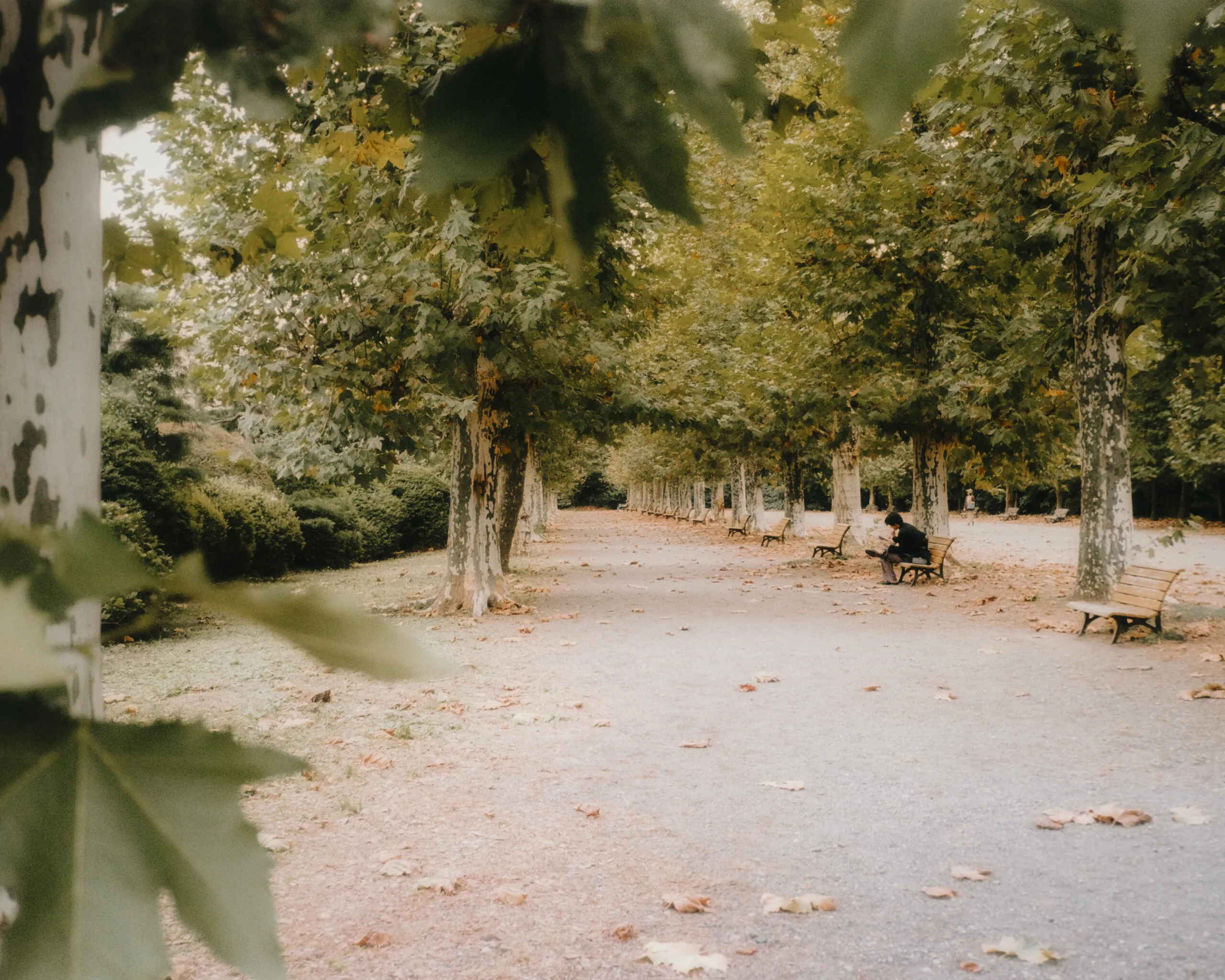 Shinjuku Gyoen on film