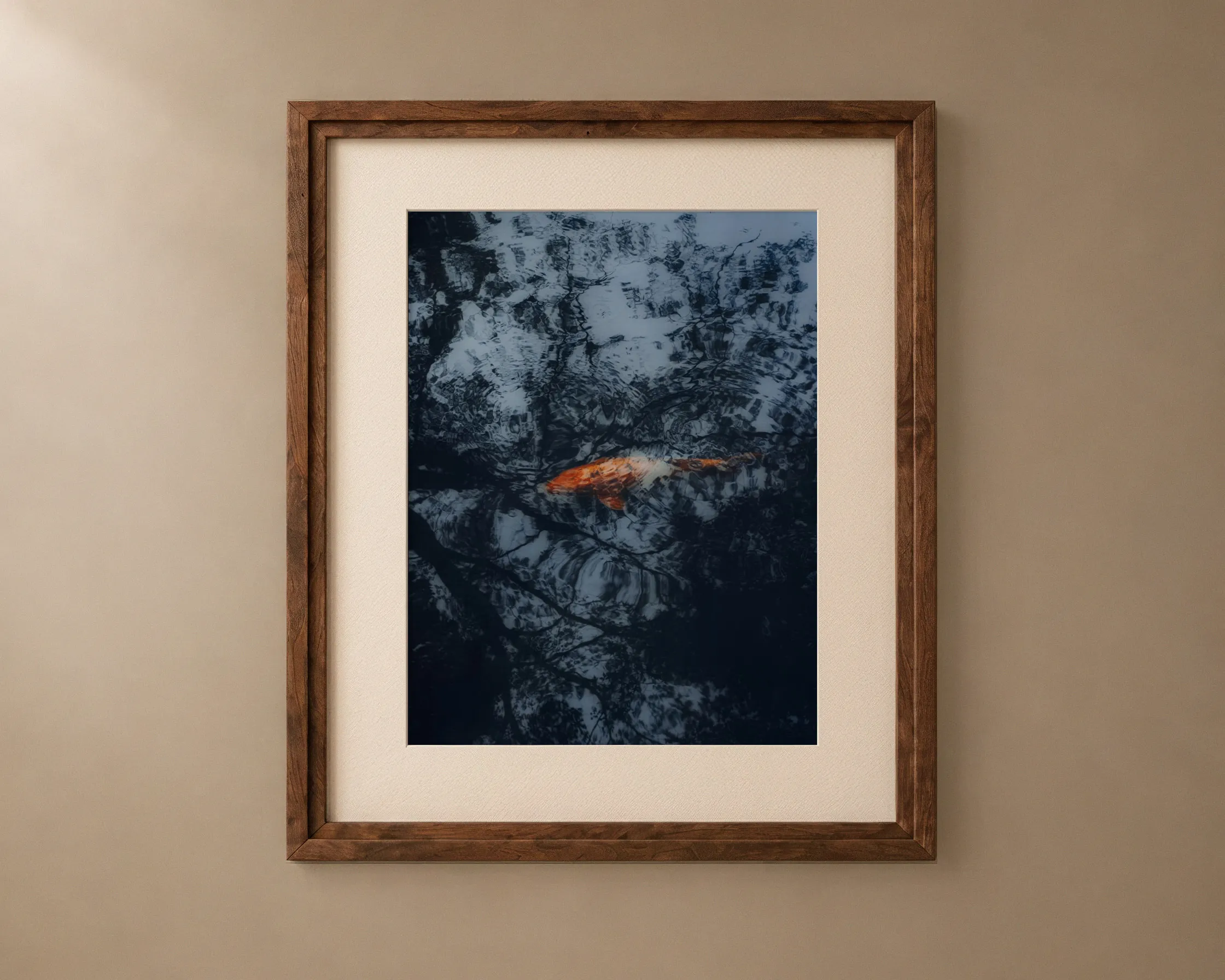 Koi, framed: White koi in dark water among reflected leaves