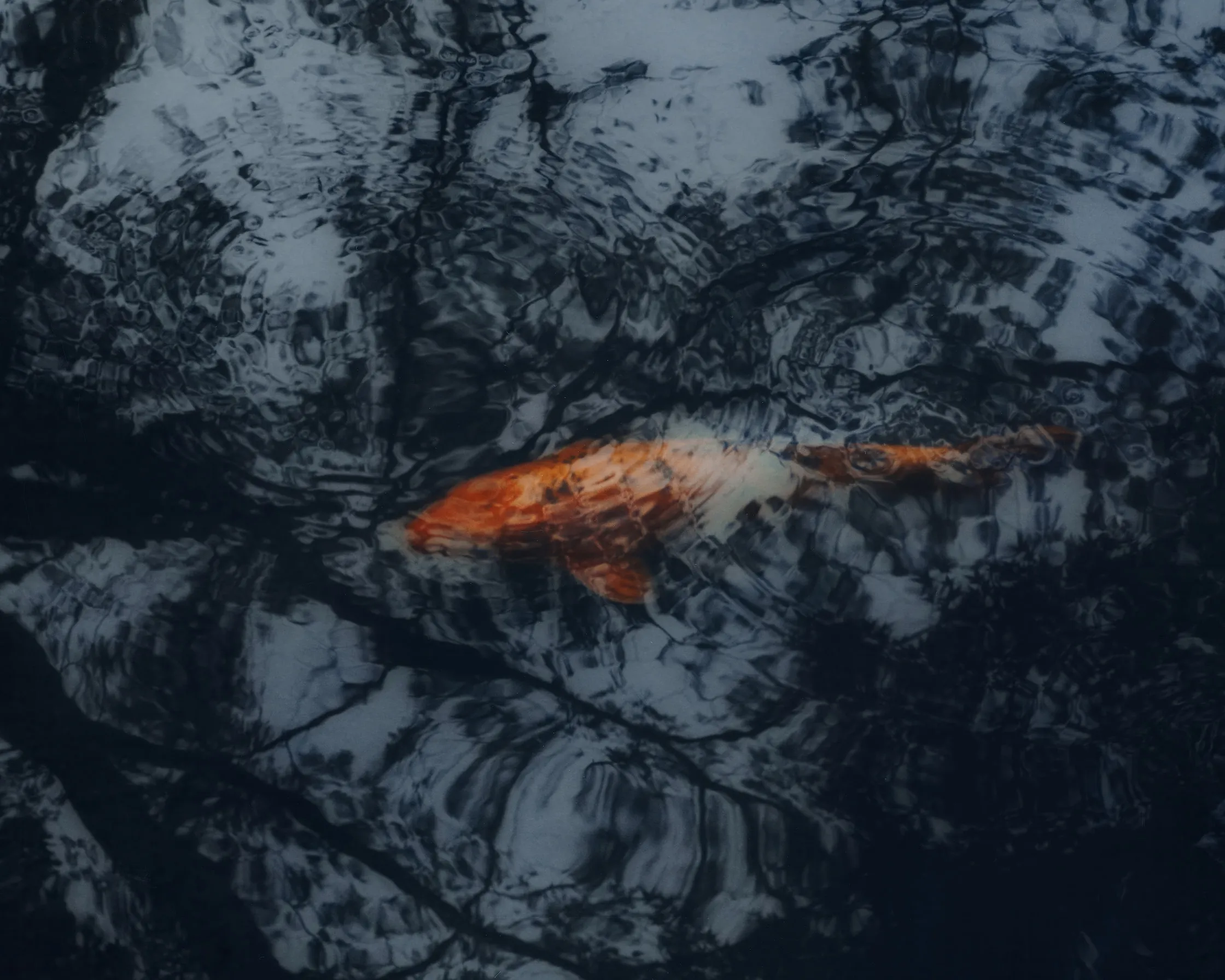 Koi, framed, view 3