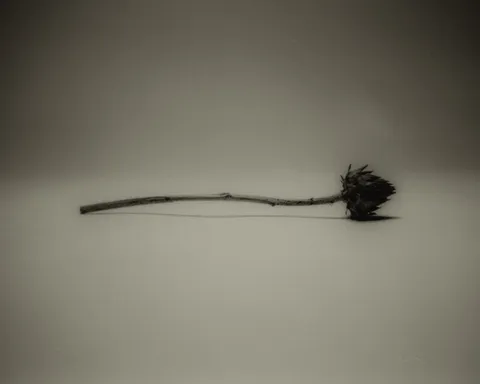 Still Life & Product – frame 10
