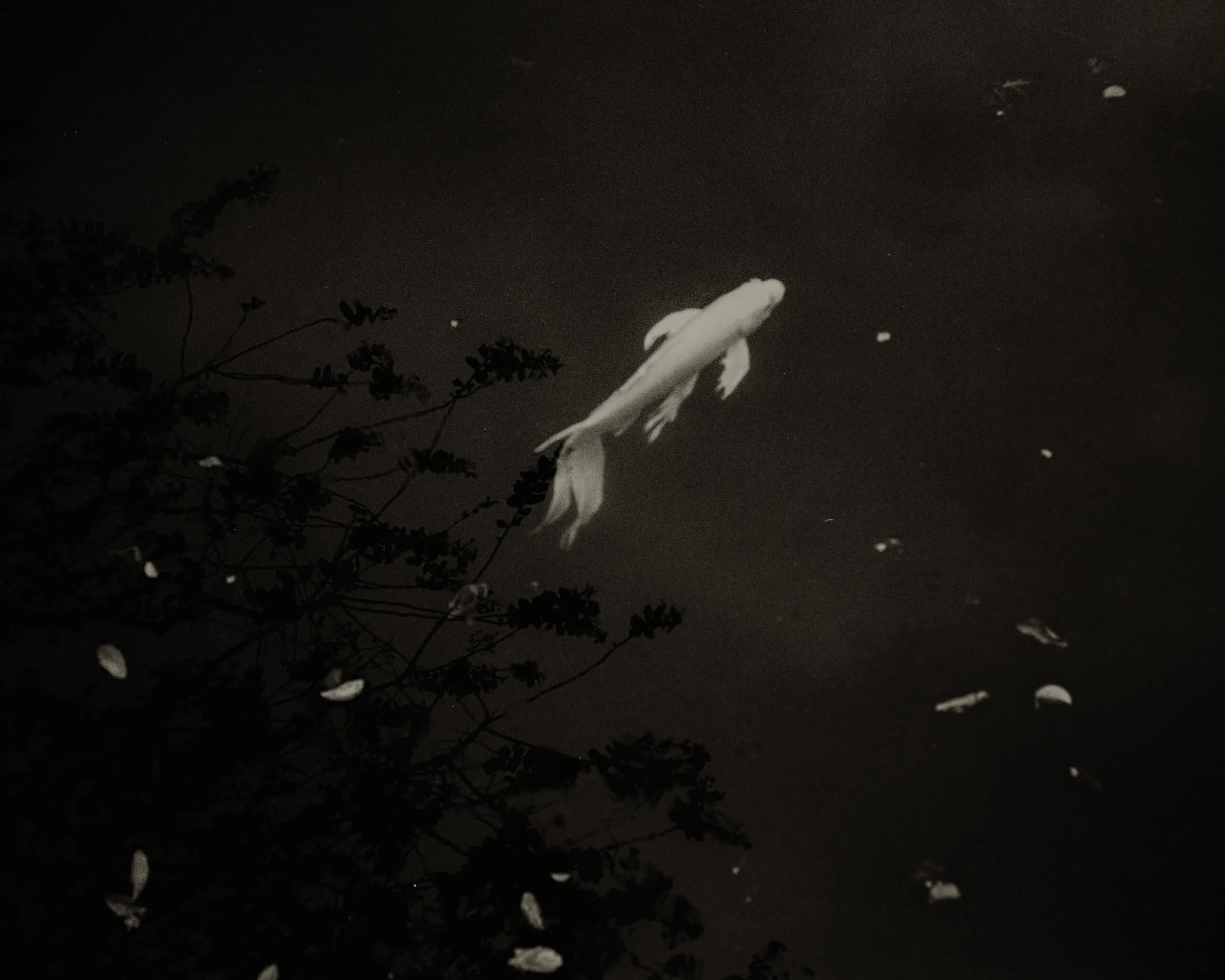 White koi in dark water among reflected leaves