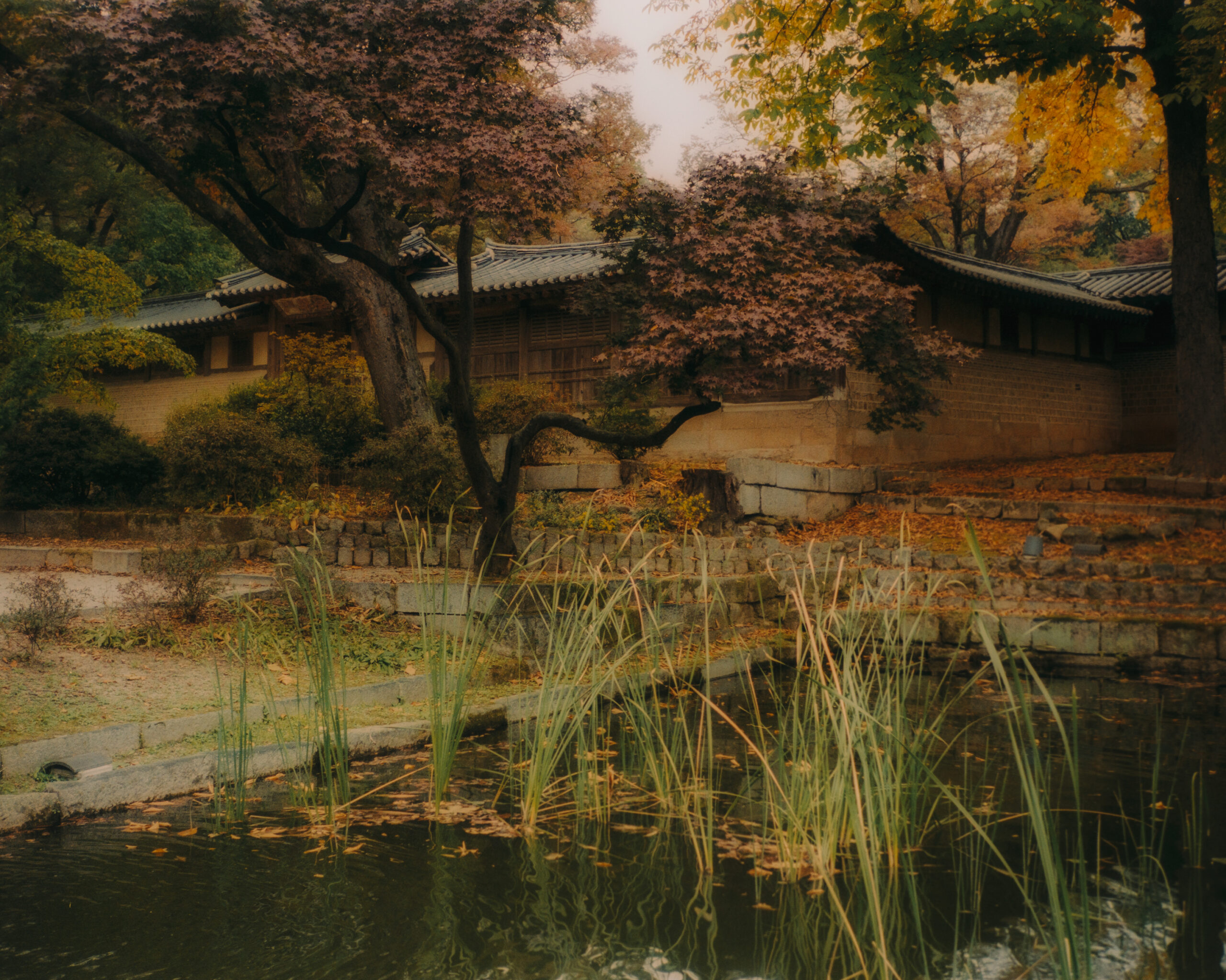 Changdeokgung Secret Garden - Seoul, South Korea by Filip Gielda