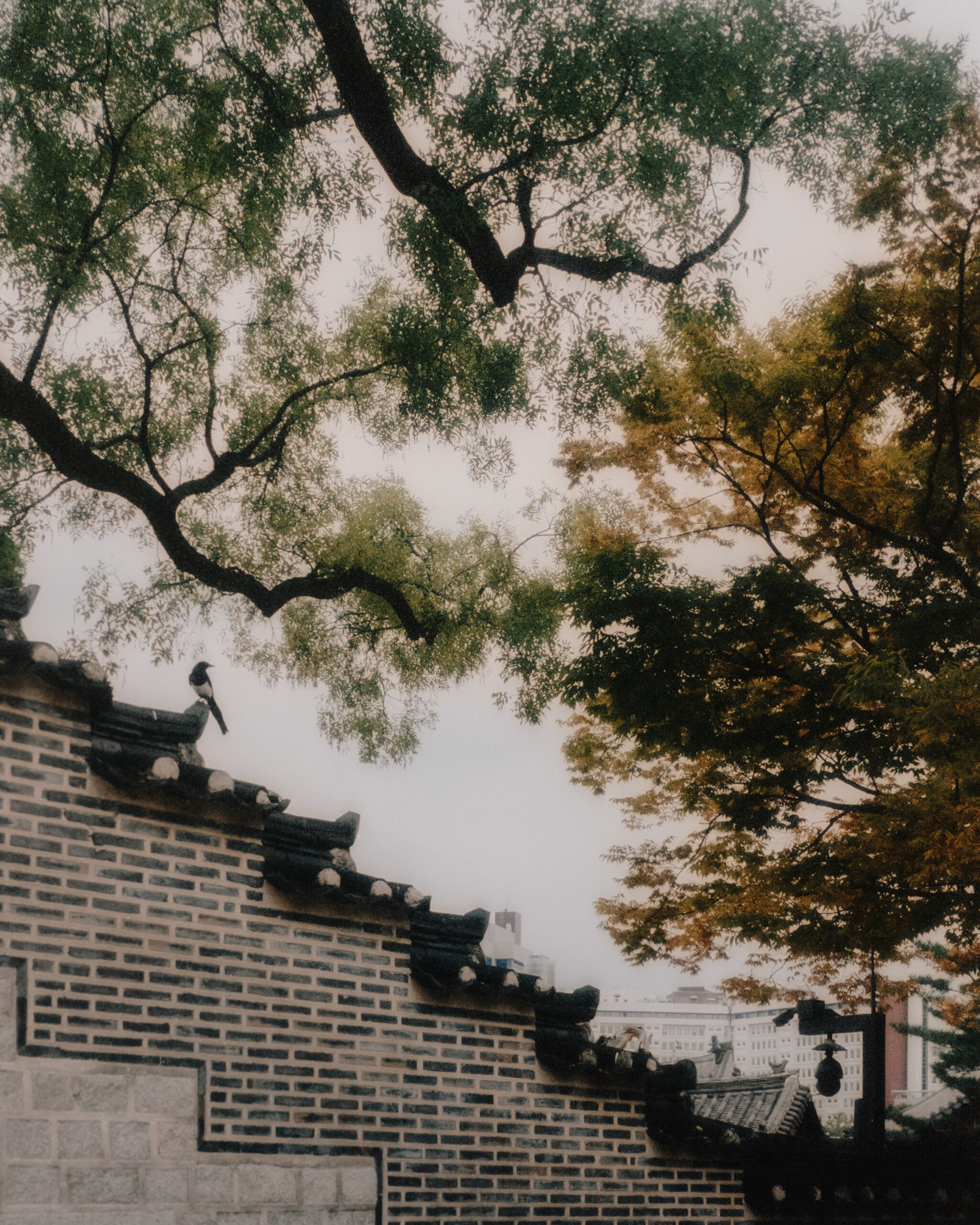 Changdeokgung Secret Garden - Seoul, South Korea by Filip Gielda